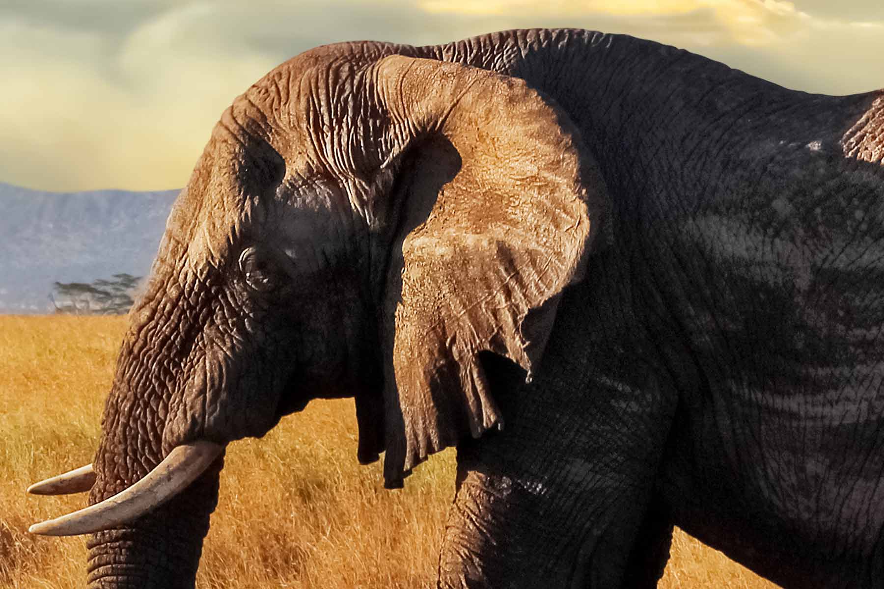 X-Panel Duschrückwand Küchenrückwand Wandverkleidung Elefant Savanne