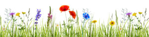 X-Panel Küchenrückwand Blumenwiese