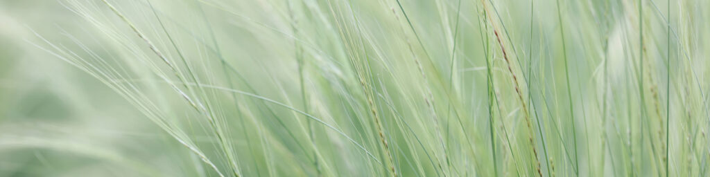 X-Panel Duschrückwand Küchenrückwand Wandverkleidung sanfte grüne Gräser